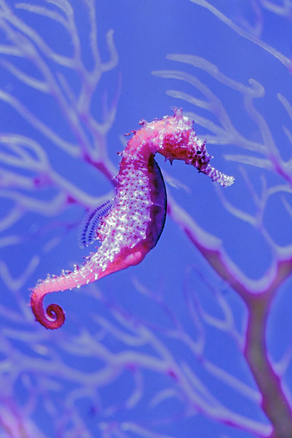 a sea horse is swimming in the water