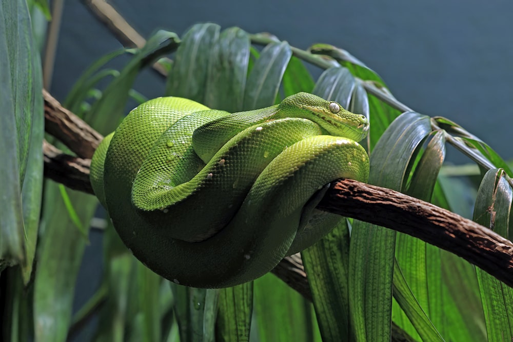 a green snake is curled up on a branch