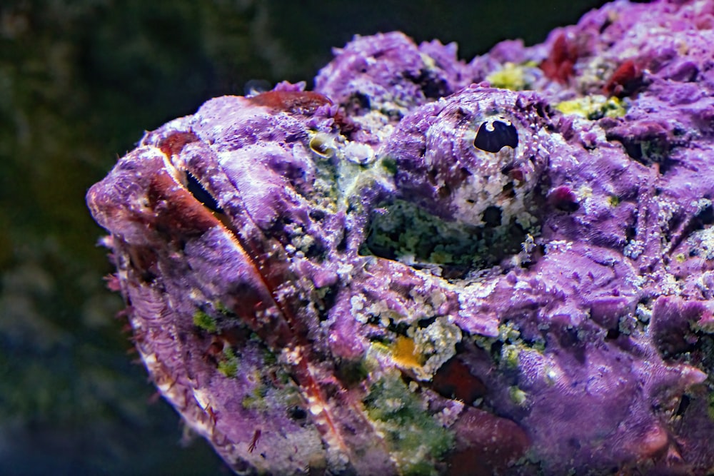 a close up of a purple rock with other rocks in the background