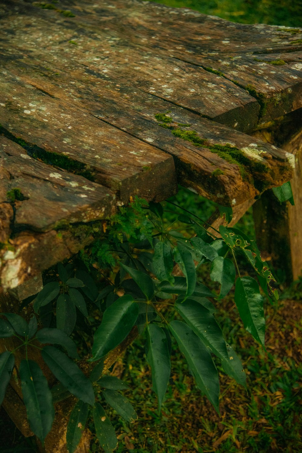 a wooden bench sitting in the middle of a forest