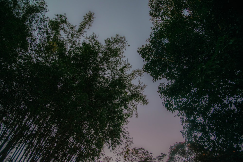 a group of trees that are next to each other