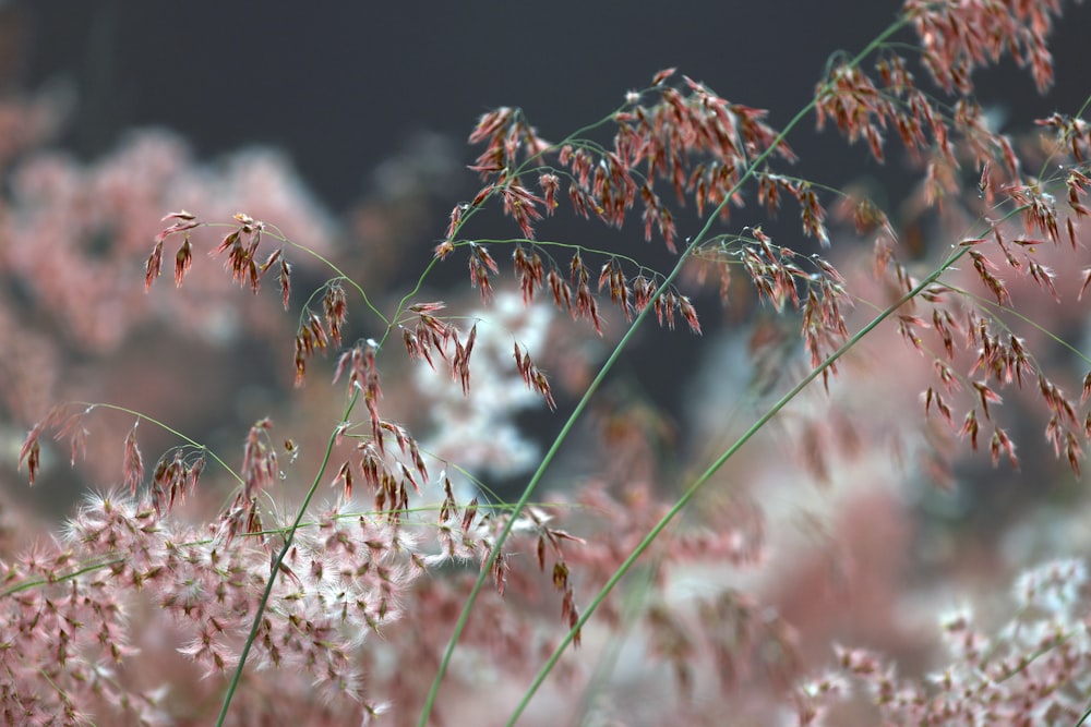 a close up of a plant with pink flowers