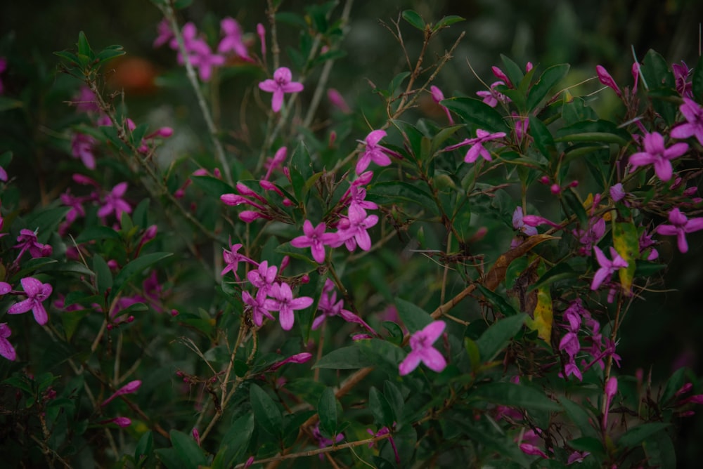 a bunch of purple flowers that are on a bush