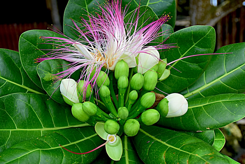 a close up of a flower on a green leaf