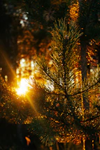 a close up of a pine tree with the sun in the background
