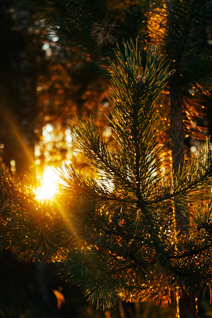 a close up of a pine tree with the sun in the background