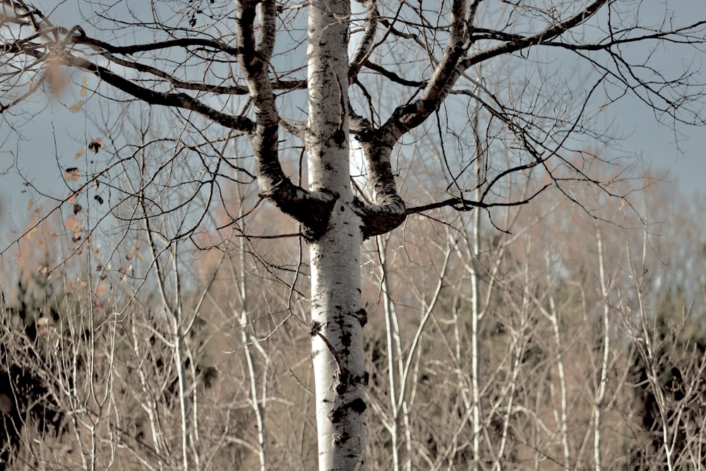a white tree with no leaves in a wooded area