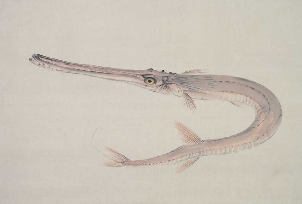 a drawing of a fish with a long neck