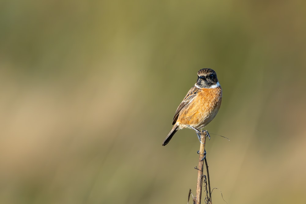a small bird sitting on top of a wooden stick