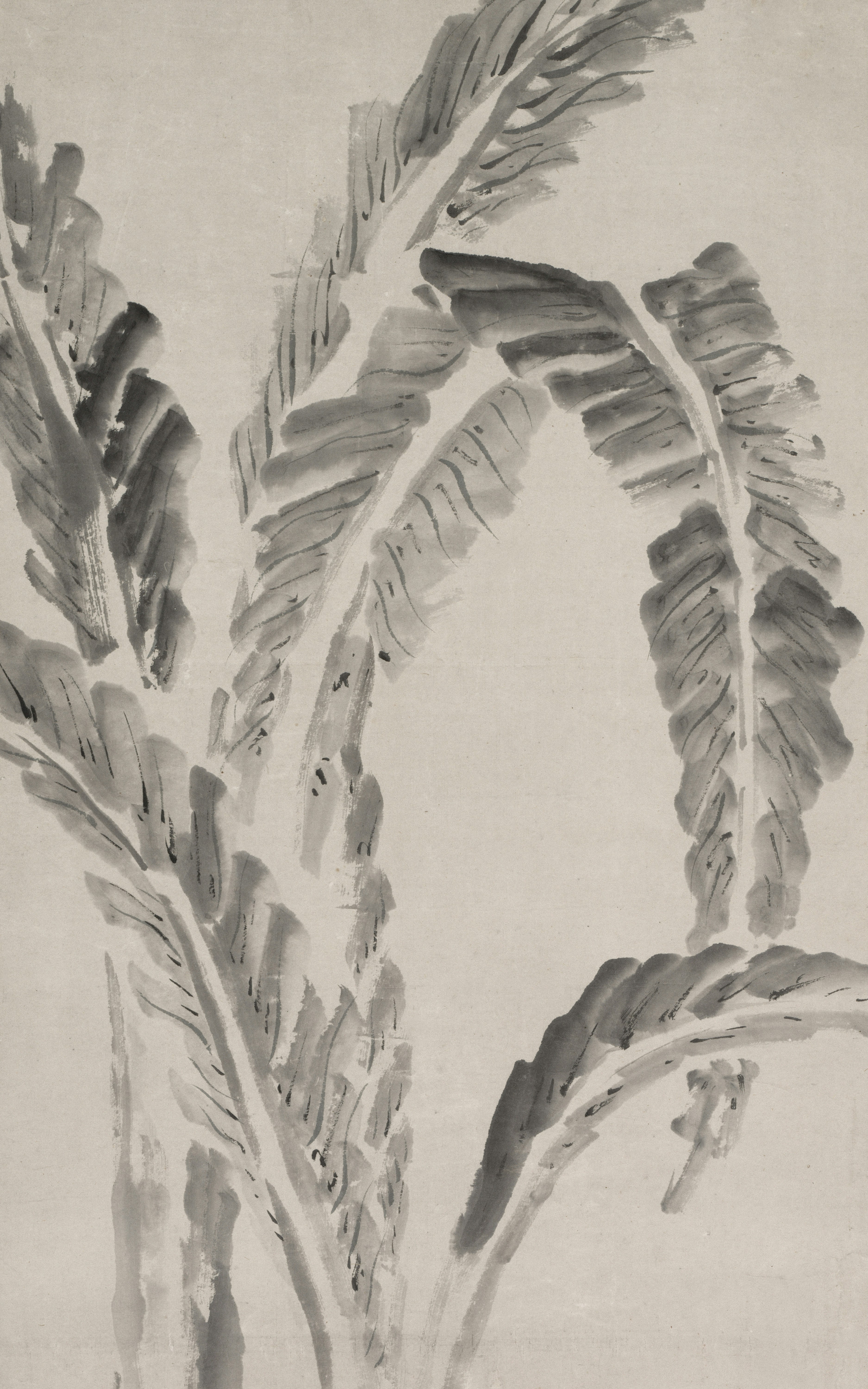 a black and white photo of a plant in a vase