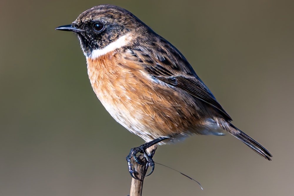 a brown and white bird sitting on top of a branch