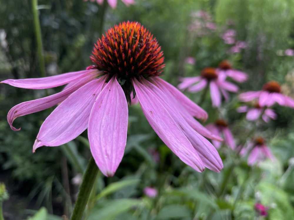 a close up of a purple flower with other flowers in the background