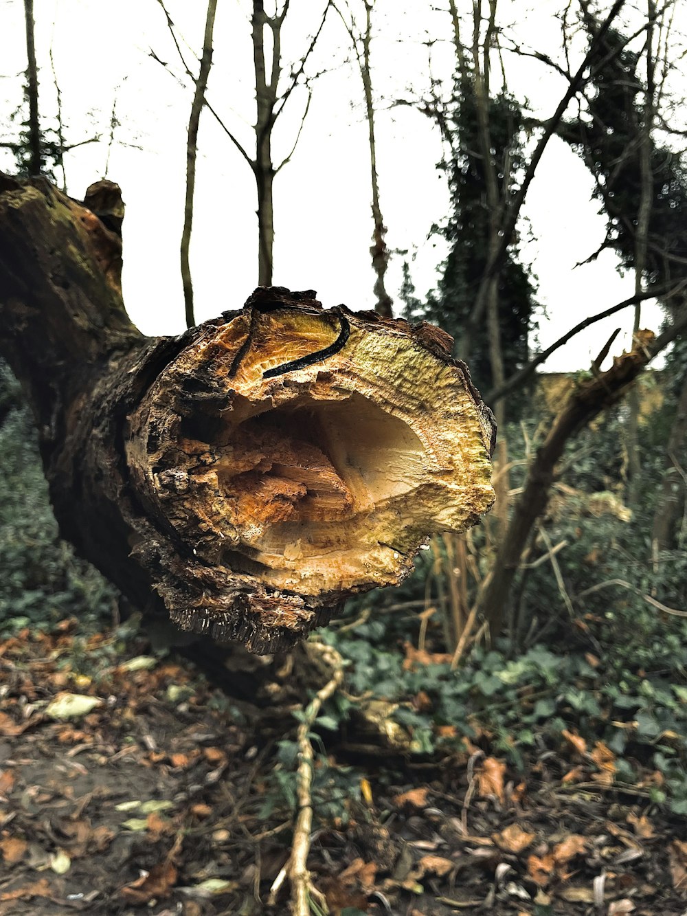 a tree that has been cut down in the woods