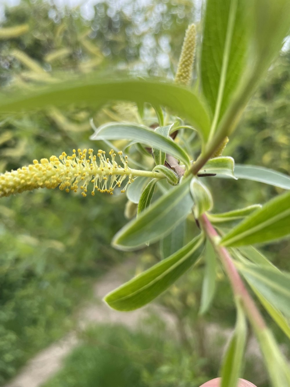 a close up of a flower on a tree