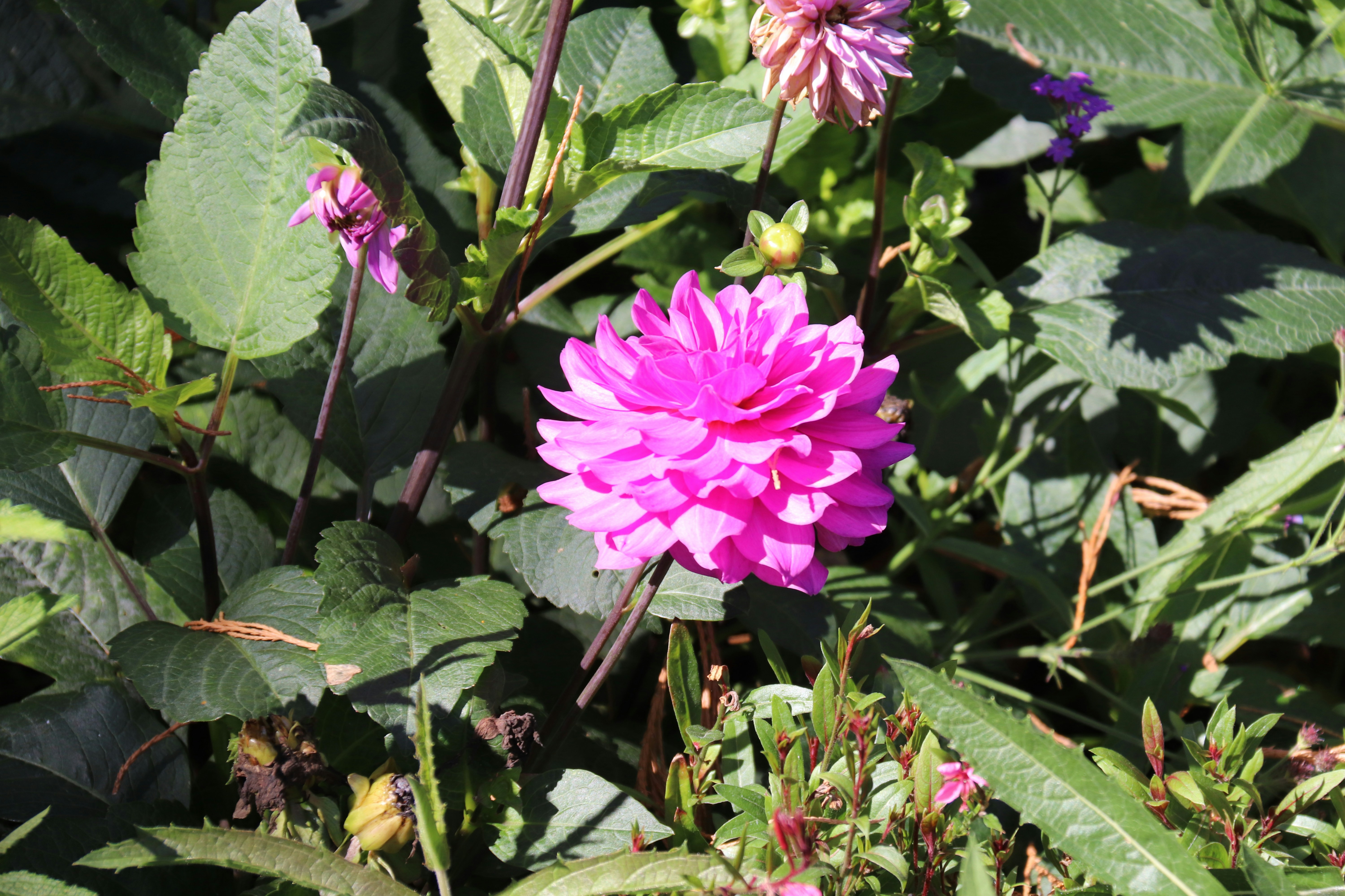 Photo by shalevcohen