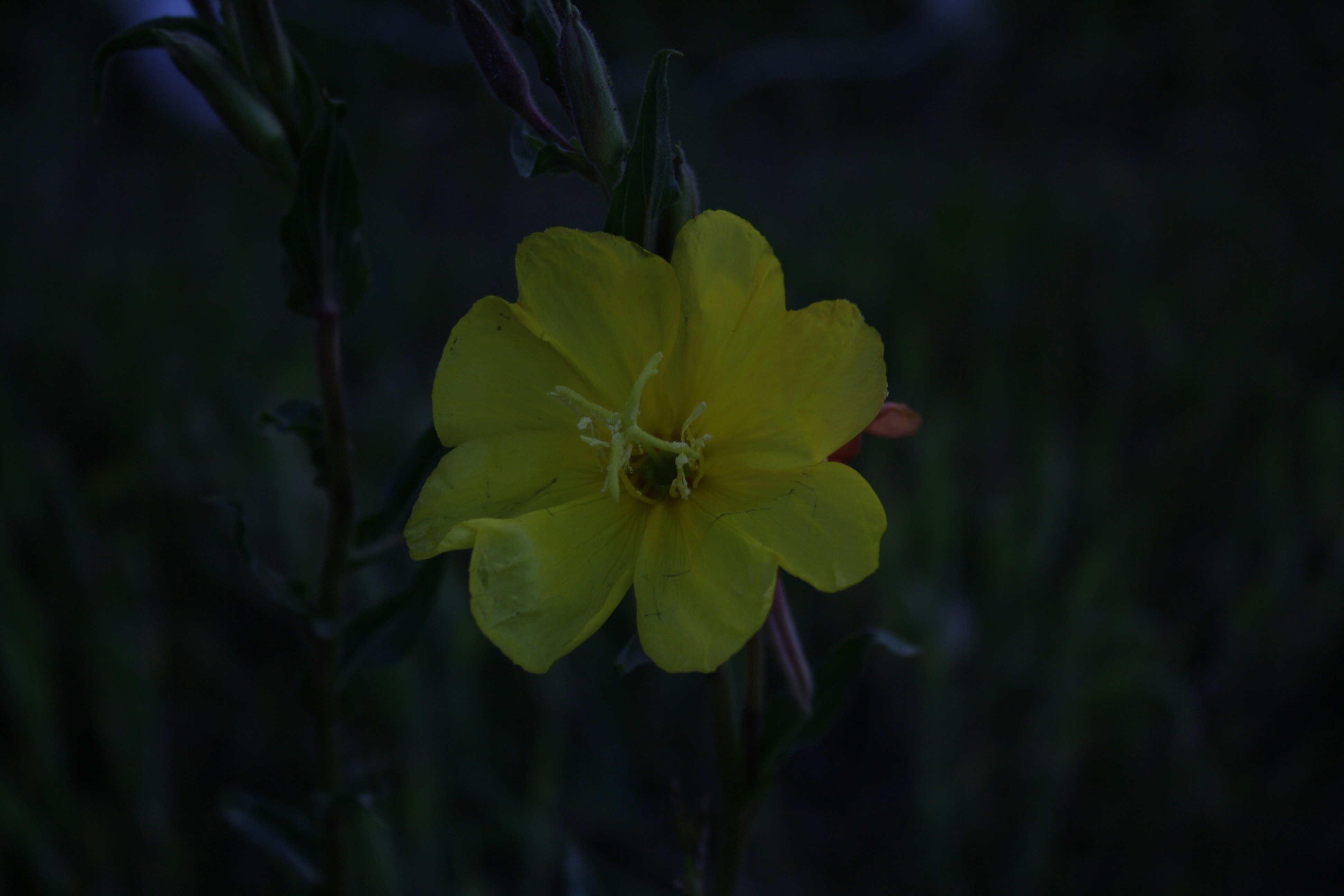 Evening primrose plant - evening primrose oil and adhd