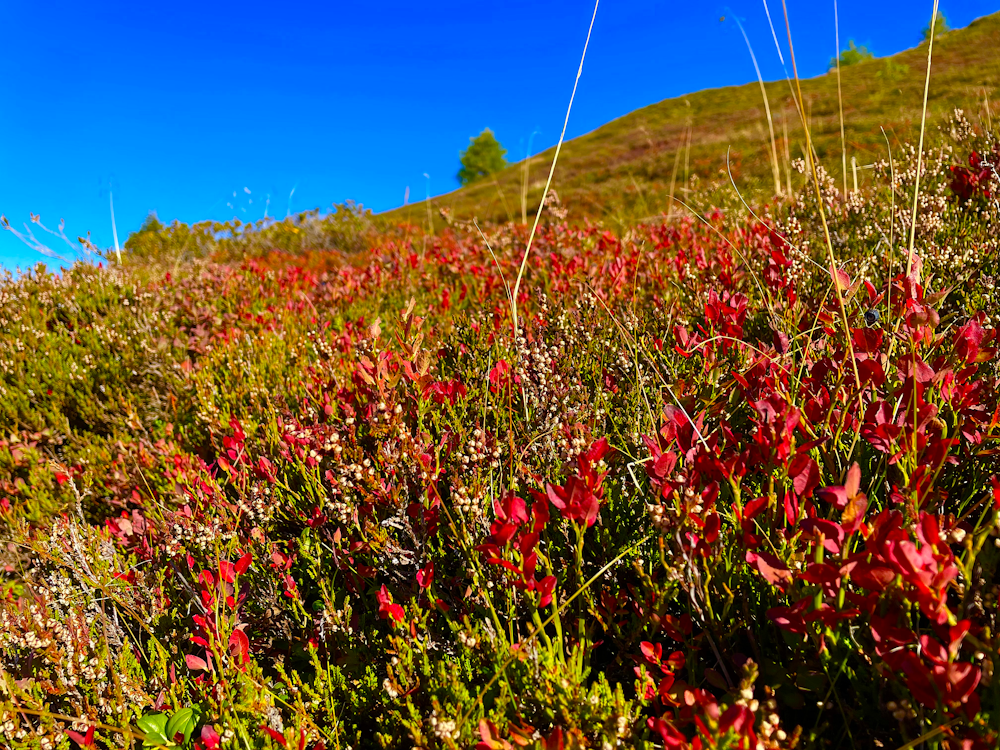 a field full of red flowers on a sunny day