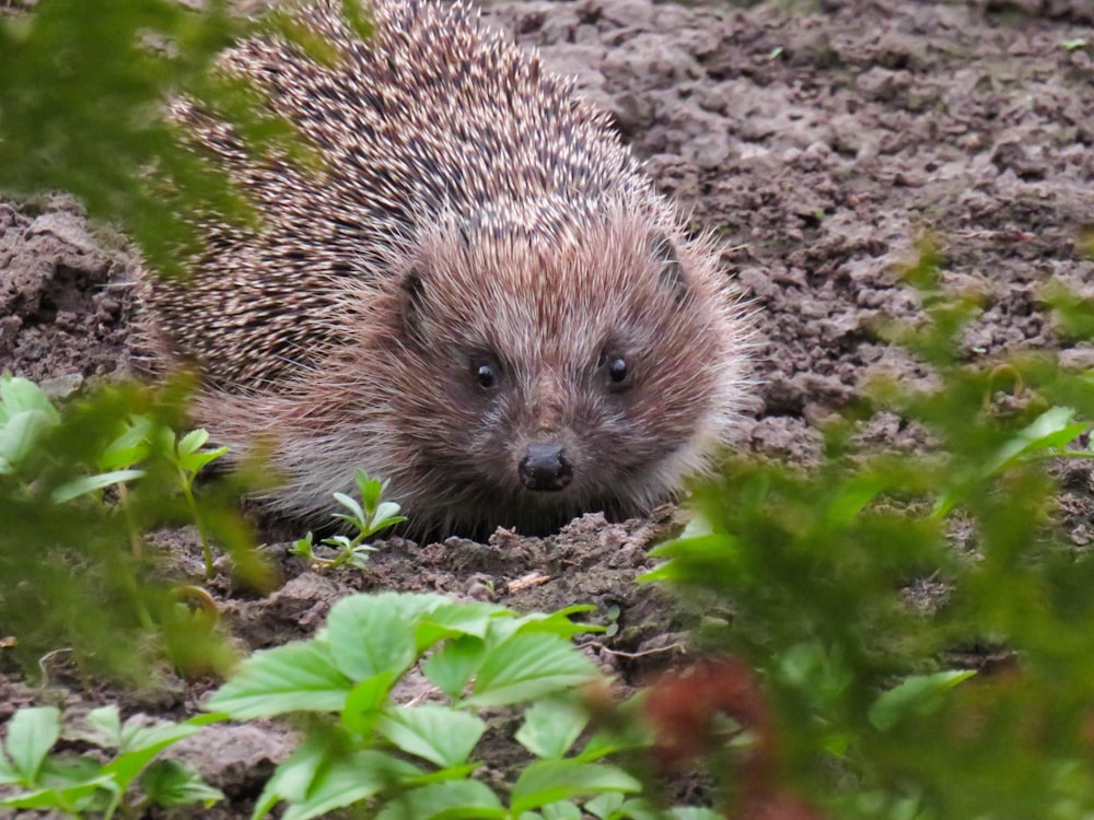 a hedgehog is standing in the dirt