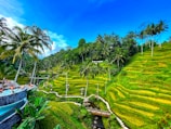 Lush, vibrant green rice terraces cascade down the hillside, interspersed with tall palm trees under a bright blue sky. In the foreground, a small pool with people relaxing overlooks the terraces. A wooden bridge crosses a small stream at the base of the terraces. The terraced landscape is verdant and serene, with a sign labeled 'ALAS HARUM' nestled among the trees.