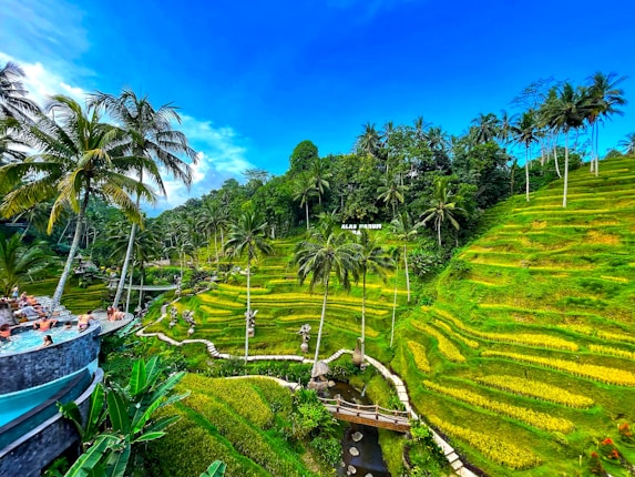 Lush, vibrant green rice terraces cascade down the hillside, interspersed with tall palm trees under a bright blue sky. In the foreground, a small pool with people relaxing overlooks the terraces. A wooden bridge crosses a small stream at the base of the terraces. The terraced landscape is verdant and serene, with a sign labeled 'ALAS HARUM' nestled among the trees.