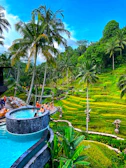 A lush green rice field surrounding a modern luxury home with an infinity pool.