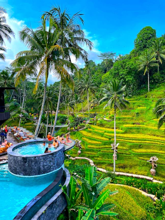A lush green rice field surrounding a modern luxury home with an infinity pool.