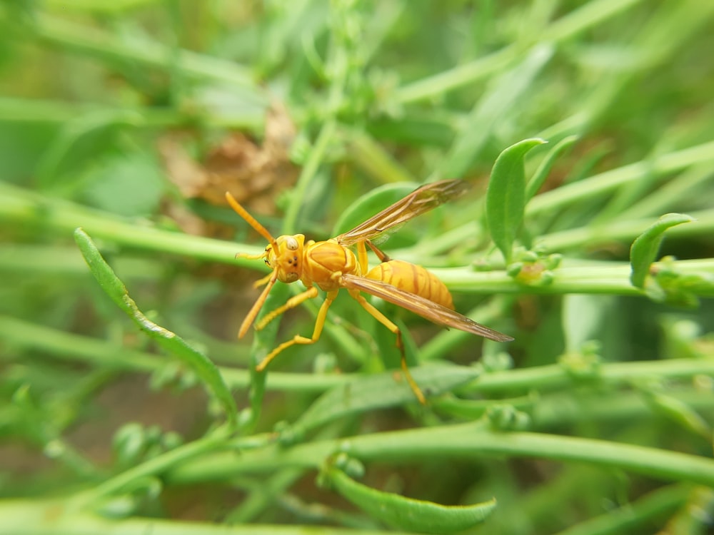a yellow insect sitting on top of a green plant