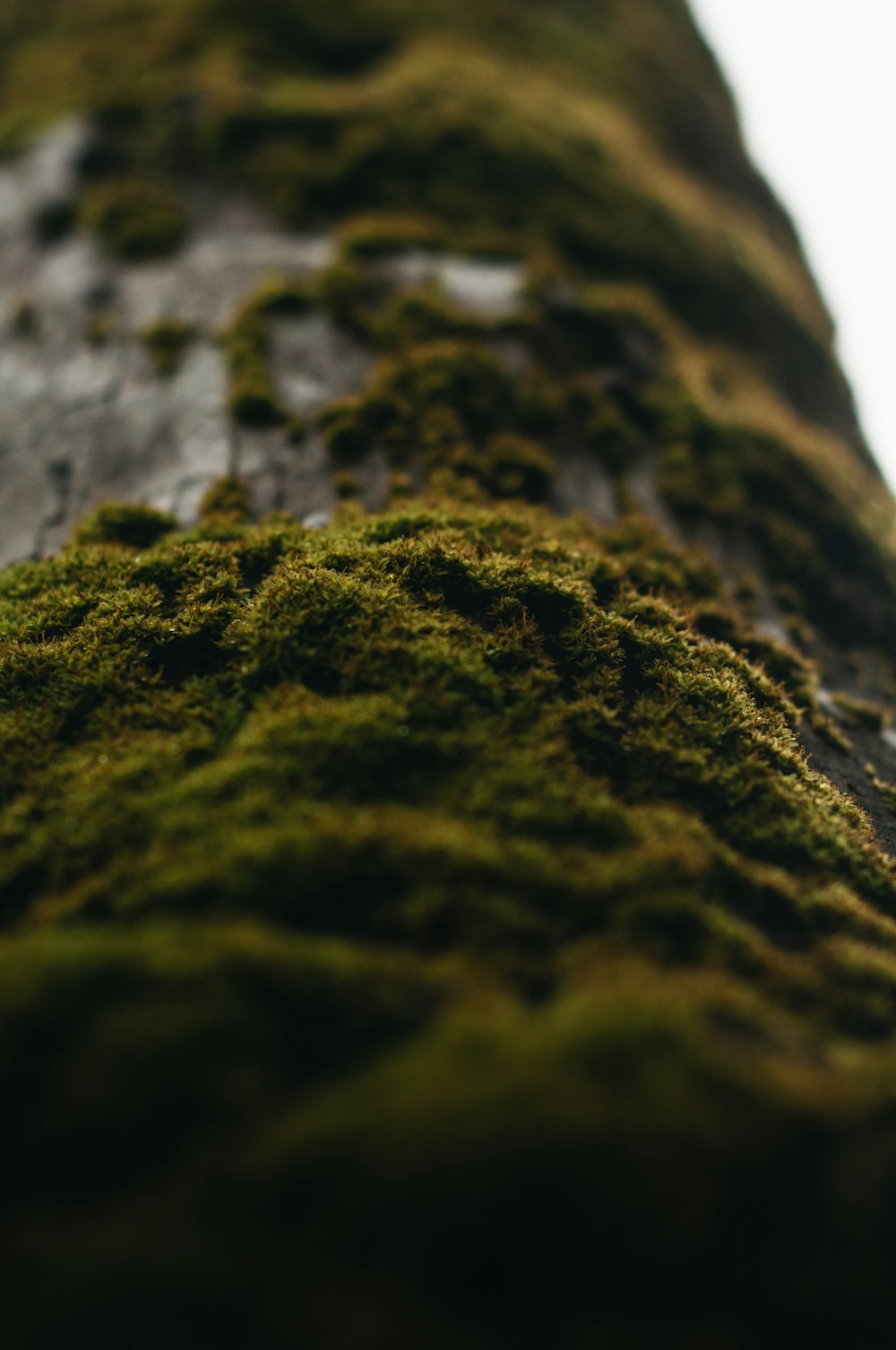 um close up de um tronco de árvore coberto de musgo