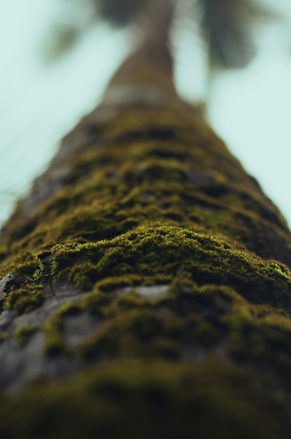 um close up de um tronco de árvore coberto de musgo