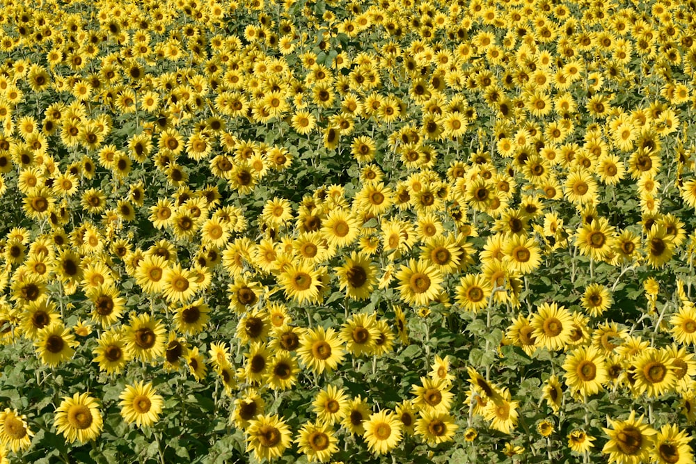 a large field of yellow sunflowers in a field