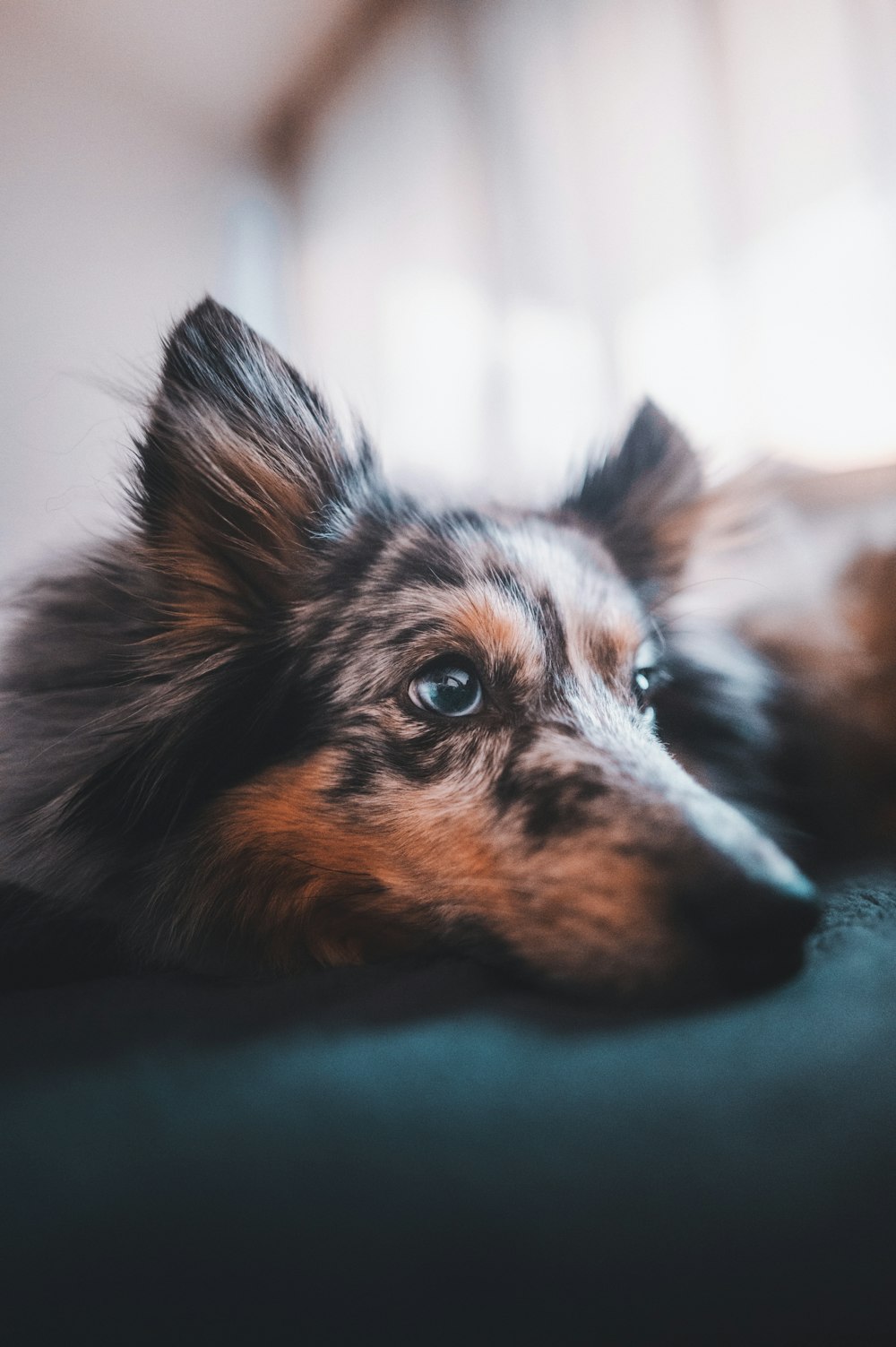 a brown and black dog laying on top of a bed