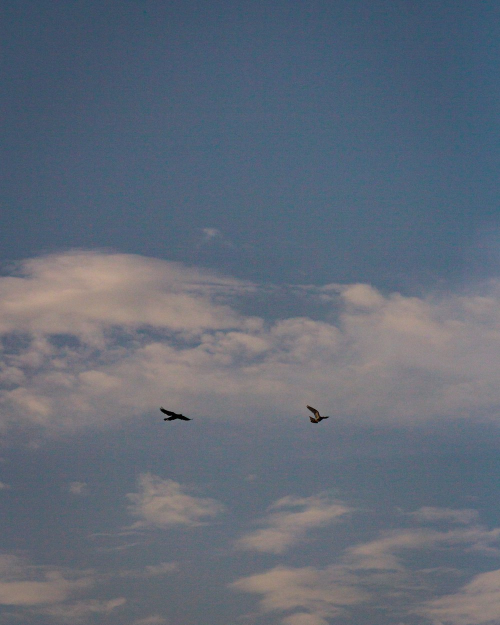 a couple of birds flying through a cloudy blue sky
