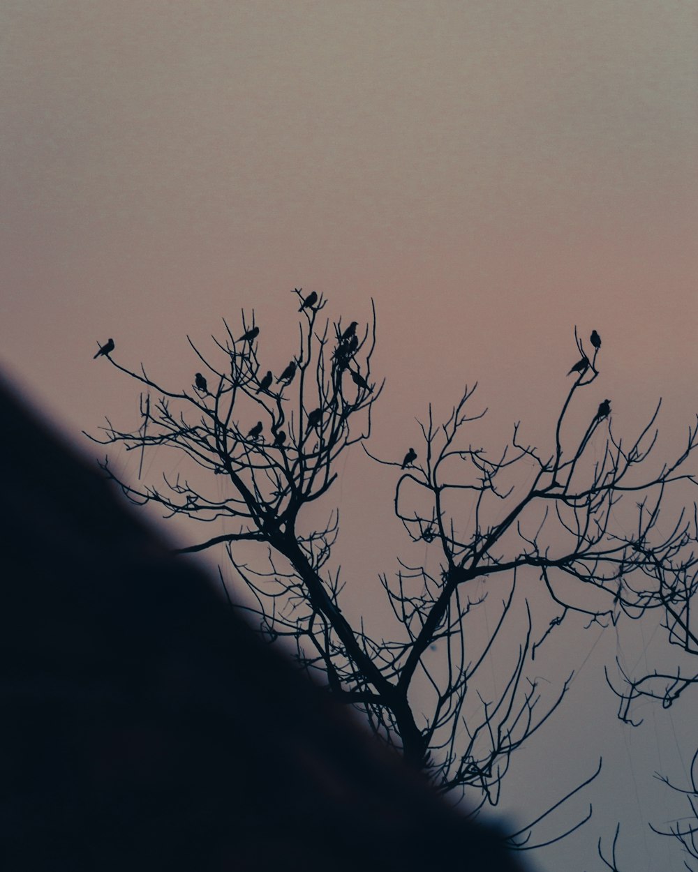 a flock of birds sitting on top of a tree