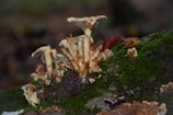 A cluster of various wild mushrooms growing on a decaying log under dappled sunlight.