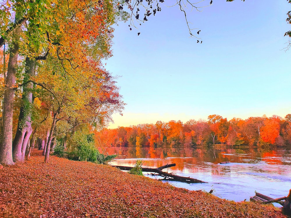 un lago circondato da molti alberi in autunno