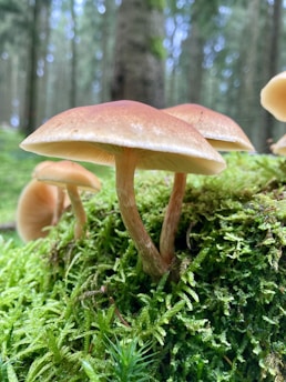 Close-up of vibrant mushroom caps nestled among green moss in a softly lit forest.