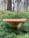 A single mushroom with a broad, brown cap sits among lush green moss in a dense forest. Tall trees with blurred trunks and branches are visible in the background, creating a serene woodland setting.