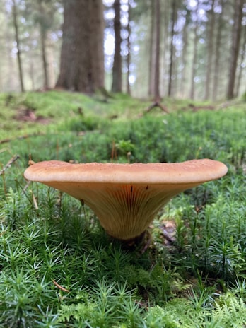 A single mushroom with a broad, brown cap sits among lush green moss in a dense forest. Tall trees with blurred trunks and branches are visible in the background, creating a serene woodland setting.