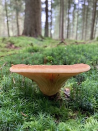 A single mushroom with a broad, brown cap sits among lush green moss in a dense forest. Tall trees with blurred trunks and branches are visible in the background, creating a serene woodland setting.