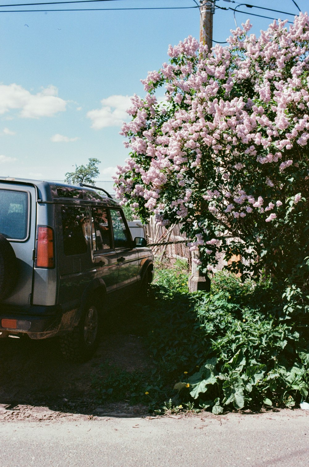 Un coche aparcado junto a un arbusto con flores moradas