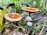 Two brown mushrooms with smooth caps and two smaller, white mushrooms growing in a lush, green forest setting with ferns and various plants.