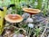 Two brown mushrooms with smooth caps and two smaller, white mushrooms growing in a lush, green forest setting with ferns and various plants.