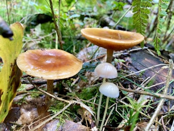 Two brown mushrooms with smooth caps and two smaller, white mushrooms growing in a lush, green forest setting with ferns and various plants.