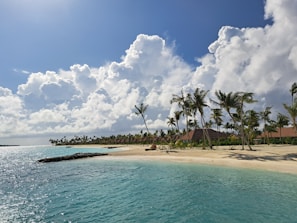 Tropical beach with palm trees and clear blue water.