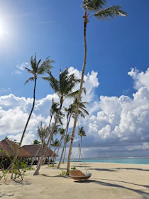 Cozy beachfront bungalow with palm trees swaying under a clear blue sky.