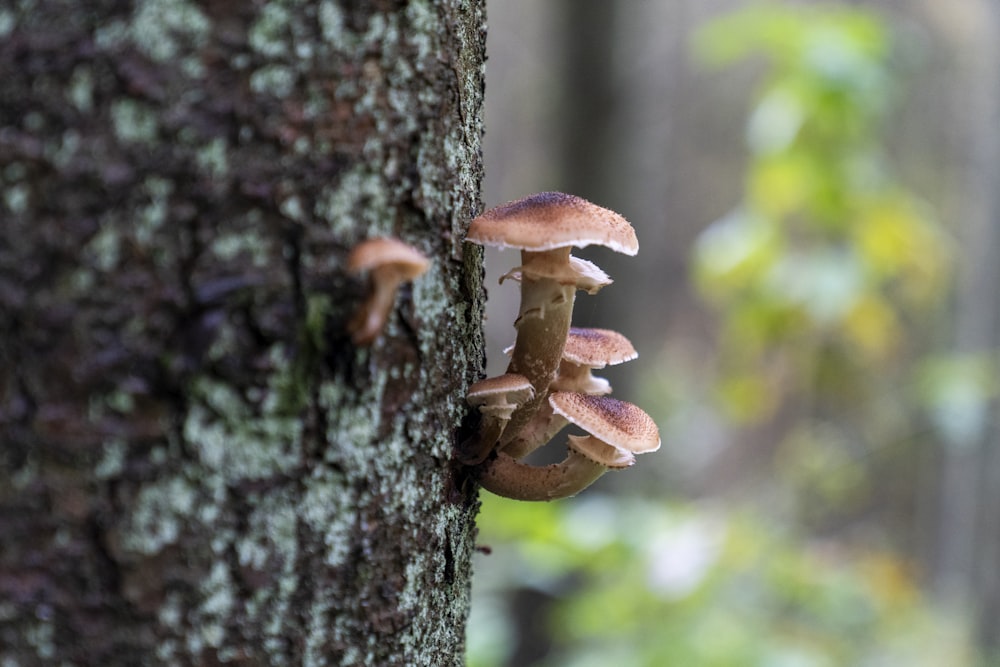 a group of mushrooms growing on the side of a tree