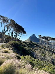 a group of trees that are on a hill