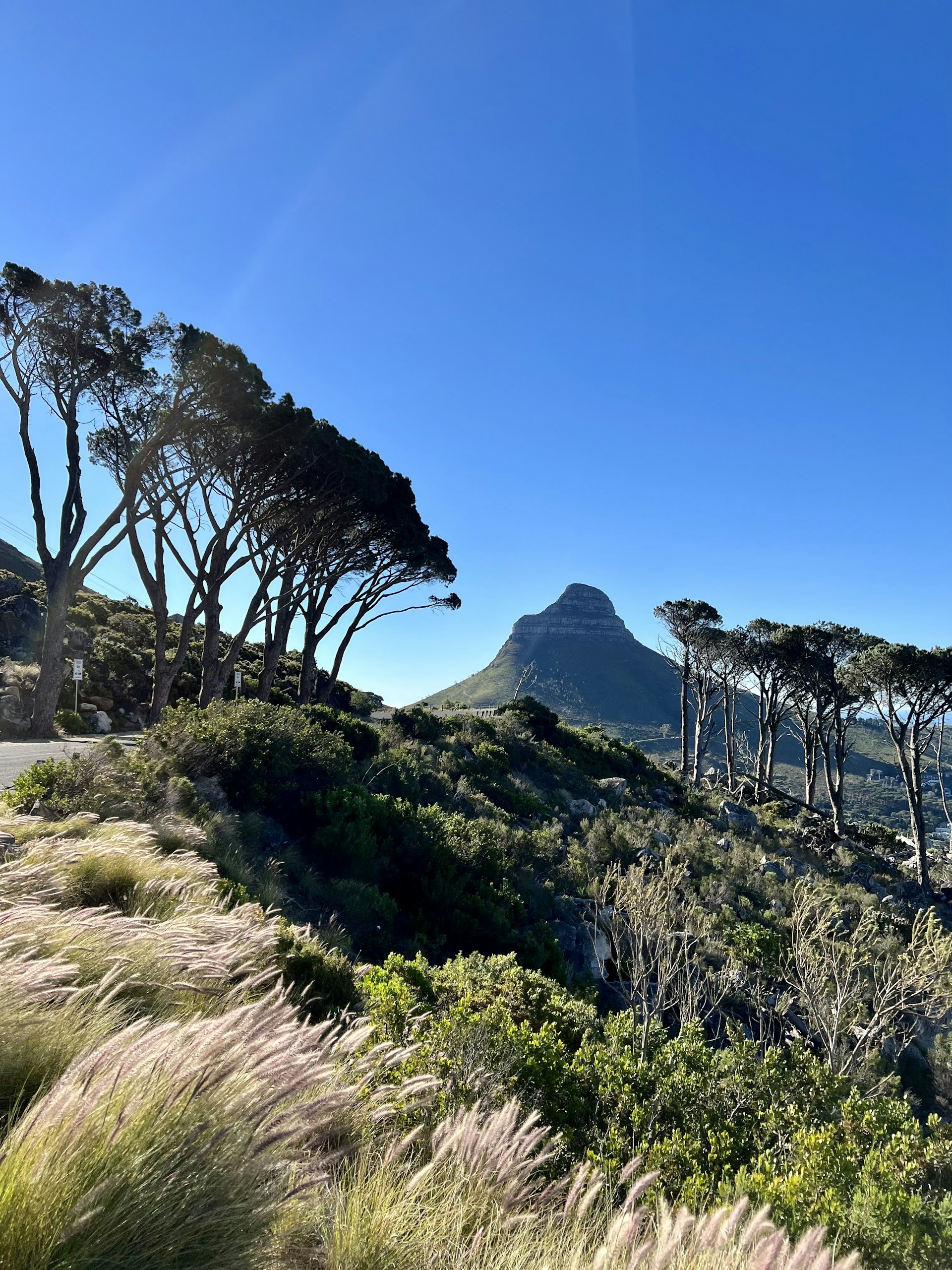a group of trees that are on a hill