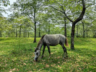 A gentle horse grazing freely in a lush green pasture nurturing the environment.