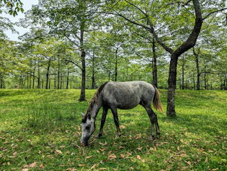 A gentle horse grazing freely in a lush green pasture nurturing the environment.